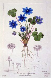 Hepatica nobilis, 1836 (rycina ręcznie kolorowana)