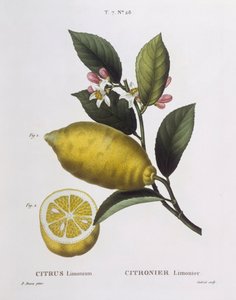 Cytryna (Citrus limonium), Henry Louis Duhamel du Monceau, płyta botaniczna Pancrace Bessa