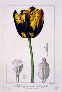 Tulipan króla Henryka IV, 1836 (rycina ręcznie kolorowana) autorstwa Pancrace Bessa
