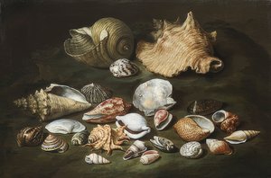 Martwa natura z muszlami