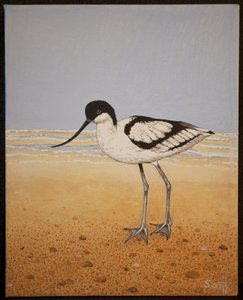 Avocet, 2016 r. autorstwa Pat Scott