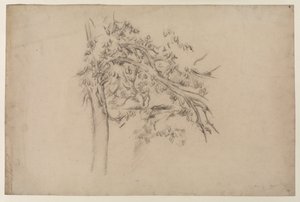 Studium drzewa, ok. 1885-87 (grafit na papierze) autorstwa Paul Cézanne