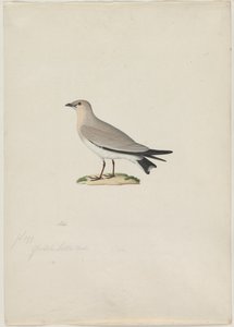 Mały Pratincole Glareola lactea, XIX wiek. autorstwa Paul Huet