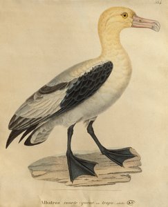 Albatros z krótkim ogonem (kolorowy grawer)