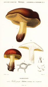 Borowik, Boletus circinans.,1849 (grawerowanie)