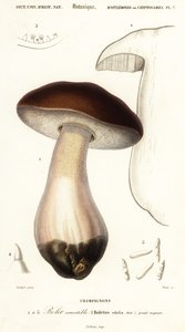 Cep, bułka groszowa, borowik lub borowik, borowik szlachetny. ,1849 (grawerowanie)