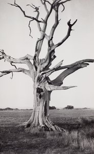 Martwe drzewo, Romney Marsh autorstwa Paul Nash