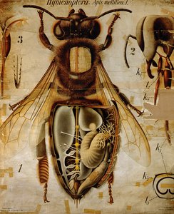 Anatomia pszczoły miodnej, nr 13, Zoologiczna tablica ścienna Pfurtscheller autorstwa Paul Pfurtscheller