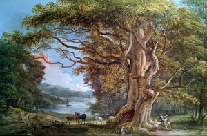 Starożytny buk, 1794