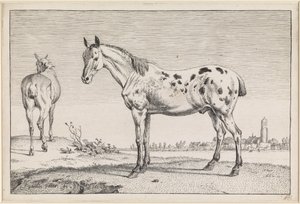  autorstwa Paulus Potter