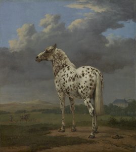Koń "Piebald", ok.1650-4 (olej na płótnie) autorstwa Paulus Potter
