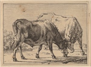 Walka dwóch wołów autorstwa Paulus Potter