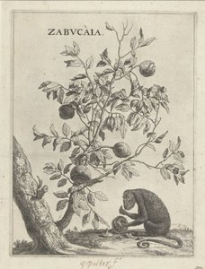 Zabucaiaboom i een aap Zabvcàia (tytuł na obiekcie) autorstwa Paulus Potter