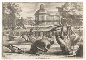 pelikany des Pelicans de Mere (tytuł na obiekcie) Ptaki z Menażerii Wersalskiej (tytuł serii)
