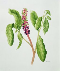 Phytolacca (akwarela) autorstwa Peggy Wyatt