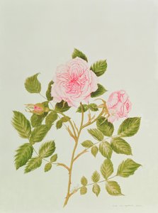 Rosa var: Gertrude Jekyll (akwarela) autorstwa Peggy Wyatt