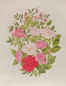 Różne różowe róże (akwarela) autorstwa Peggy Wyatt