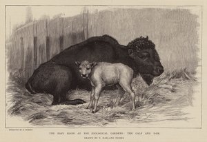 Żubr i cielę w londyńskim zoo (rycina)