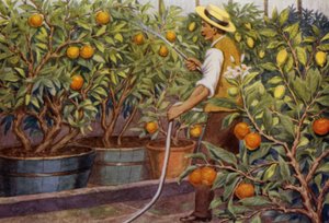Pomarańcze i cytryny (kolor litho)