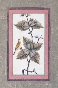Studium ptaków i kwiatów, ok.1780