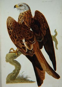 Latawiec (Milvus milvus) lub Glead, płyta z 