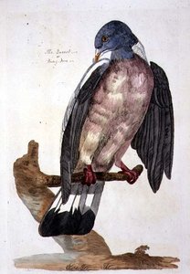 Queest or Ring Dove, płyta z 