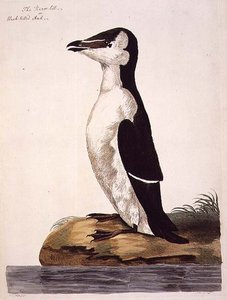 Razorbill (Alca torda) lub alczyk czarnodzioby, płyta z 