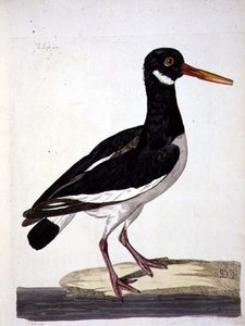 Talerz Sea Pie lub ostrygojad (Haematopus ostralegus) z 