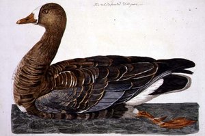 Talerz Gęś białoczelna (Anser albifrons) z 