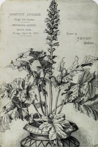 Acanthus Spinosus, Rysunki prezentacyjne