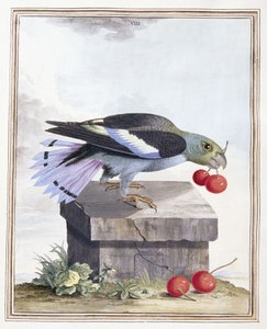 Płyta VIII autorstwa Peter Brown