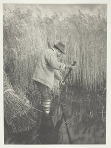 Obcinacz trzciny w pracy autorstwa Peter Henry Emerson
