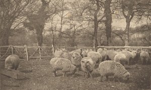  autorstwa Peter Henry Emerson