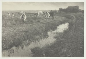 Bydło na bagnach autorstwa Peter Henry Emerson