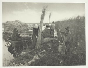 Podczas zbiorów trzciny autorstwa Peter Henry Emerson