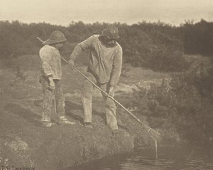 WęgorzPicking w wodach Suffolk autorstwa Peter Henry Emerson