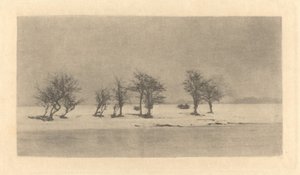 Sękate Ciernie autorstwa Peter Henry Emerson