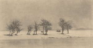 Sękate Ciernie Drzewa 1890, druk ok. 1895. autorstwa Peter Henry Emerson