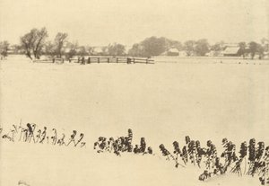 Chwasty bagienne autorstwa Peter Henry Emerson