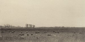 Bagna nad Morzem Północnym, 1890-1891, wydrukowane 1893. autorstwa Peter Henry Emerson
