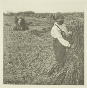 Szokująca Kukurydza (Norfolk) autorstwa Peter Henry Emerson