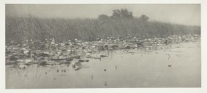 Lilie wodne autorstwa Peter Henry Emerson
