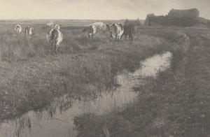 Bydło na bagnach autorstwa Peter Henry Emerson and T.F. Goodall