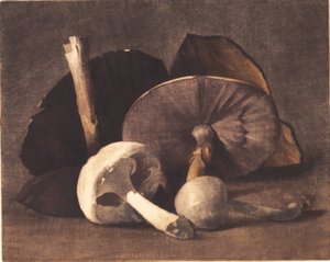 Biały grzyb