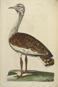 Male drop, ilustracja z „The British Zoology” Thomasa Pennanta