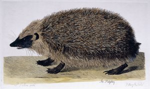 Jeż, 1761-1766 autorstwa Peter Paillou