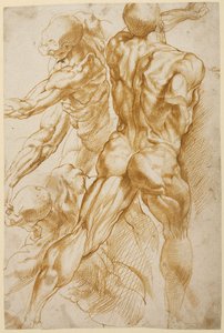 Badania anatomiczne autorstwa Peter Paul Rubens