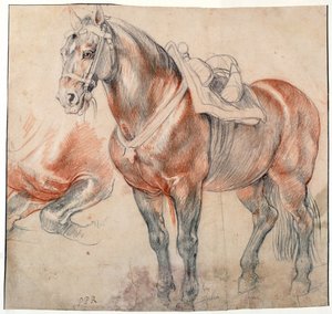 „Koń pod siodło” Akwarela autorstwa Pietera Paula Rubensa (1577-1640) około 1616-1618 Wiedeńska Bibliotheque albertina autorstwa Peter Paul Rubens