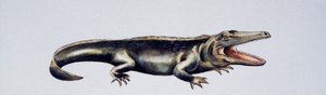 Cyclotosaurus sp, Mastodonsauridae, późny trias, dzieło Petera Rossa
(foto) autorstwa Peter Ross