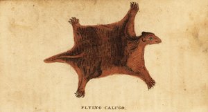 Filipiński latający lemur , Cynocephalus volans., 1800 (rycina) autorstwa Peter Simon Pallas